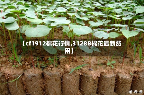 【cf1912棉花行情,3128B棉花最新费用】-第1张图片