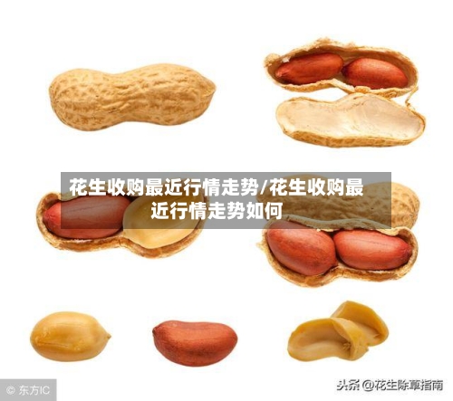 花生收购最近行情走势/花生收购最近行情走势如何-第1张图片