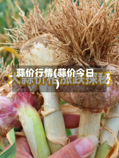 蒜价行情(蒜价今日)-第1张图片