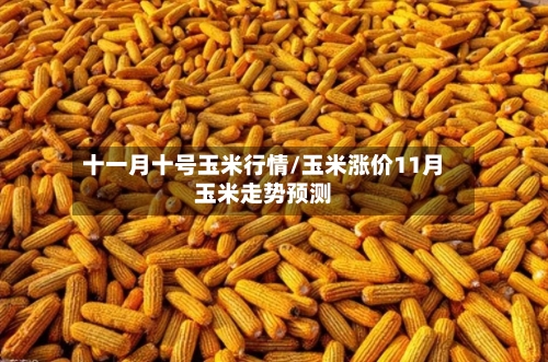 十一月十号玉米行情/玉米涨价11月玉米走势预测-第1张图片