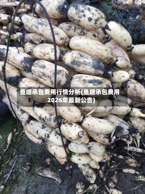 鱼塘承包费用行情分析(鱼塘承包费用2026年最新公告)-第1张图片