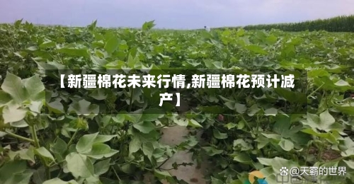 【新疆棉花未来行情,新疆棉花预计减产】-第1张图片