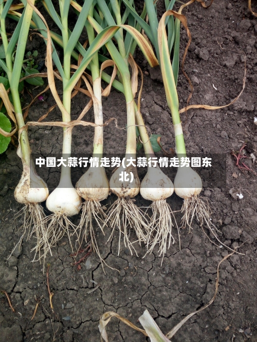 中国大蒜行情走势(大蒜行情走势图东北)-第2张图片