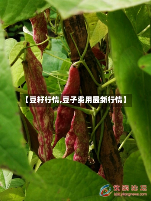 【豆籽行情,豆子费用最新行情】-第1张图片