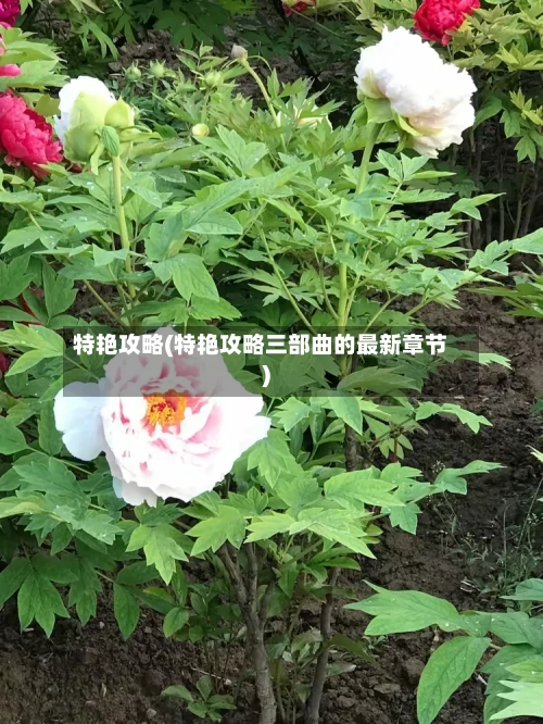 特艳攻略(特艳攻略三部曲的最新章节)-第1张图片