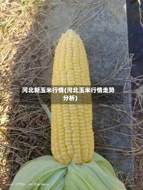 河北新玉米行情(河北玉米行情走势分析)-第1张图片