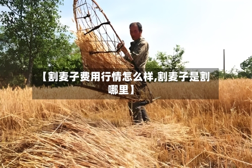 【割麦子费用行情怎么样,割麦子是割哪里】-第1张图片