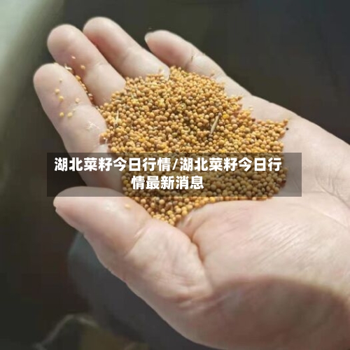 湖北菜籽今日行情/湖北菜籽今日行情最新消息-第2张图片