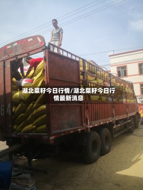 湖北菜籽今日行情/湖北菜籽今日行情最新消息-第1张图片