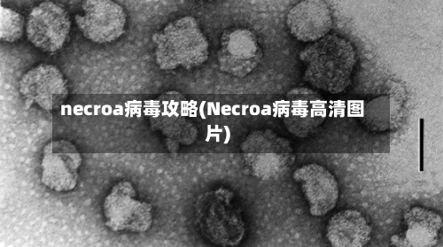 necroa病毒攻略(Necroa病毒高清图片)