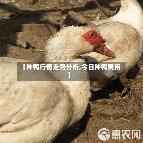 【种鸭行情走势分析,今日种鸭费用】-第1张图片
