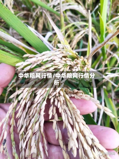 中华粮网行情/中华粮网行情分析-第1张图片