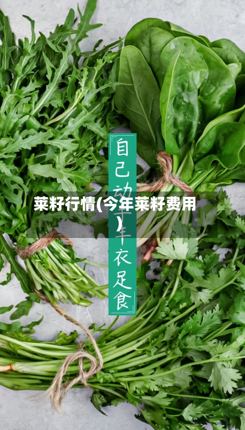 莱籽行情(今年莱籽费用)-第1张图片