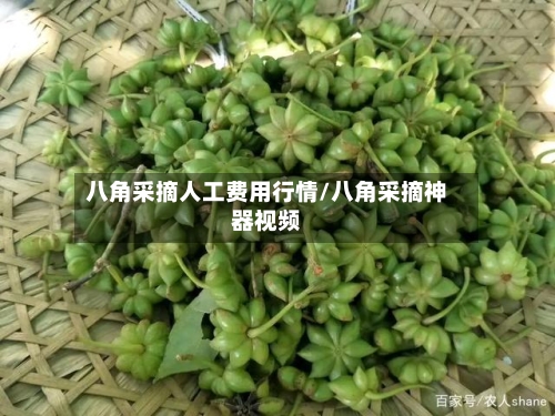 八角采摘人工费用行情/八角采摘神器视频-第1张图片