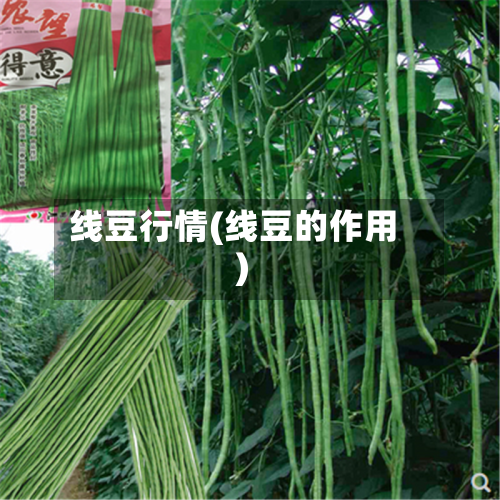 线豆行情(线豆的作用)-第1张图片