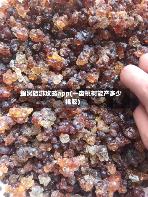 蜂窝旅游攻略app(一亩桃树能产多少桃胶)-第1张图片