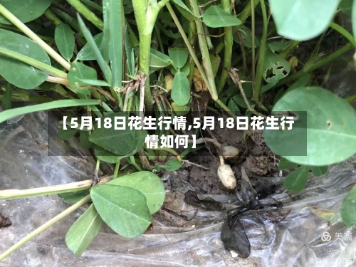 【5月18日花生行情,5月18日花生行情如何】-第1张图片