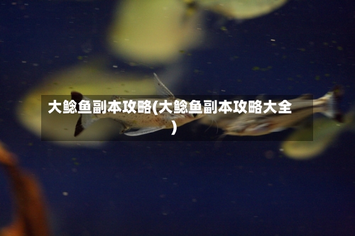 大鲶鱼副本攻略(大鲶鱼副本攻略大全)-第1张图片