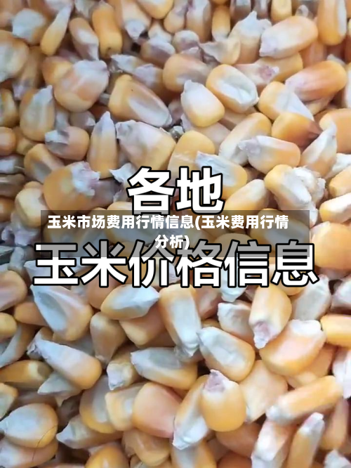 玉米市场费用行情信息(玉米费用行情分析)-第1张图片