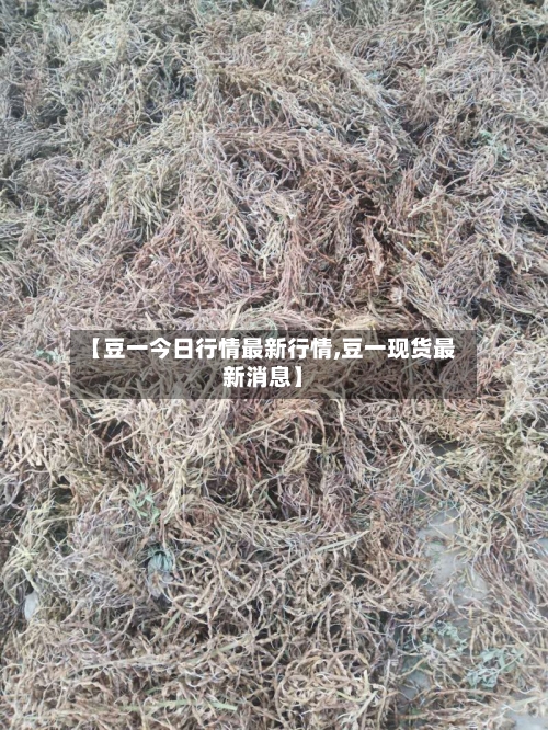【豆一今日行情最新行情,豆一现货最新消息】-第1张图片