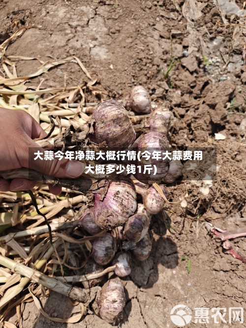 大蒜今年净蒜大概行情(今年大蒜费用大概多少钱1斤)-第1张图片