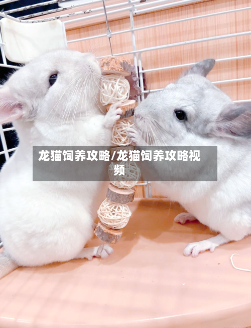龙猫饲养攻略/龙猫饲养攻略视频-第1张图片