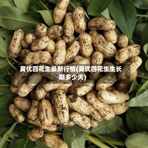 冀优四花生最新行情(冀优四花生生长期多少天)-第1张图片