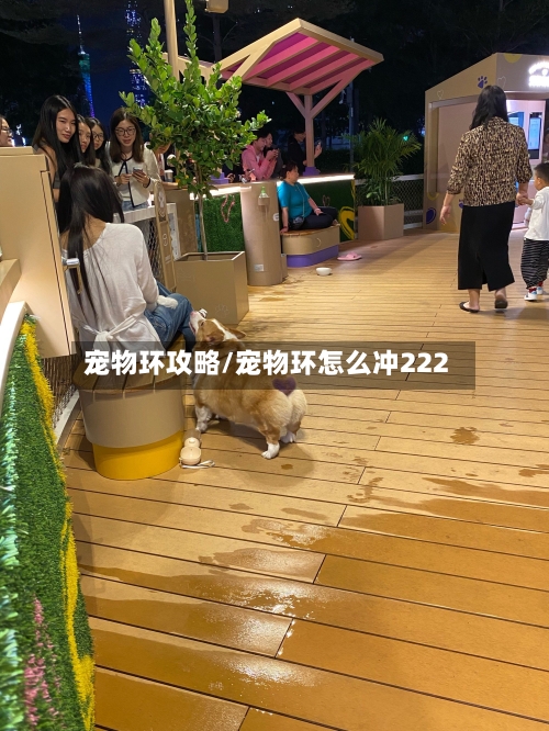 宠物环攻略/宠物环怎么冲222-第1张图片