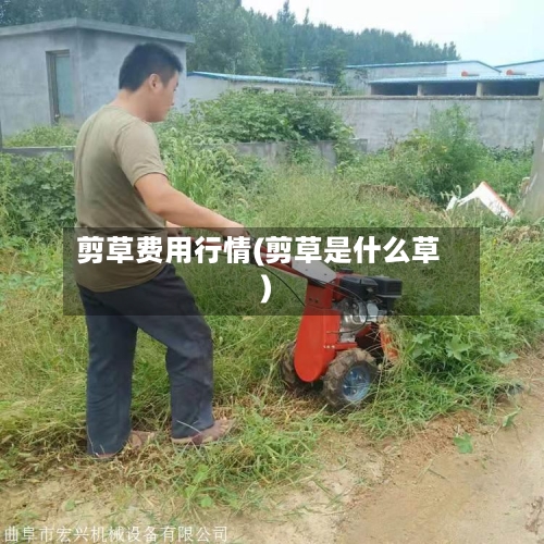 剪草费用行情(剪草是什么草)-第1张图片