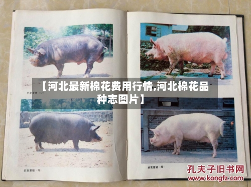 【河北最新棉花费用行情,河北棉花品种志图片】-第1张图片