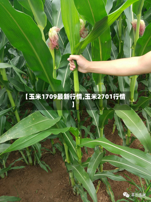 【玉米1709最新行情,玉米2701行情】-第1张图片