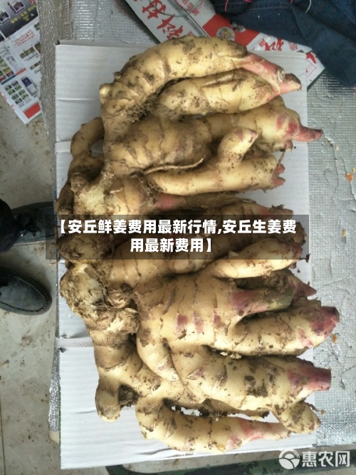 【安丘鲜姜费用最新行情,安丘生姜费用最新费用】-第1张图片