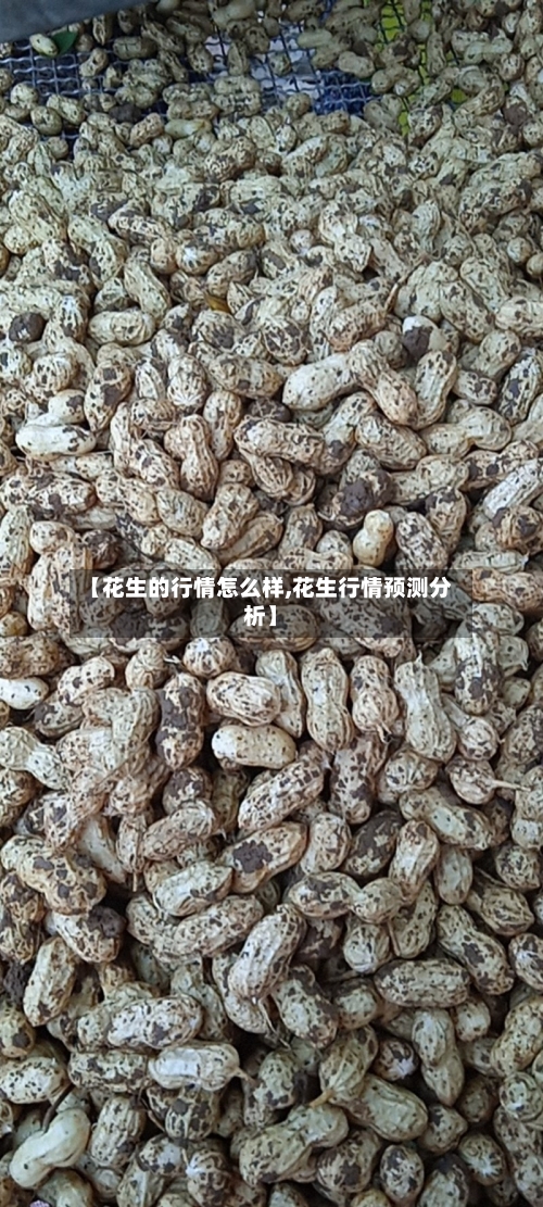 【花生的行情怎么样,花生行情预测分析】