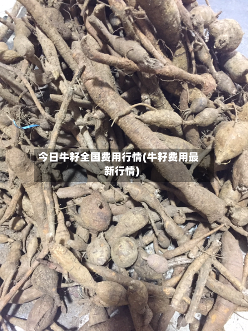 今日牛籽全国费用行情(牛籽费用最新行情)-第1张图片