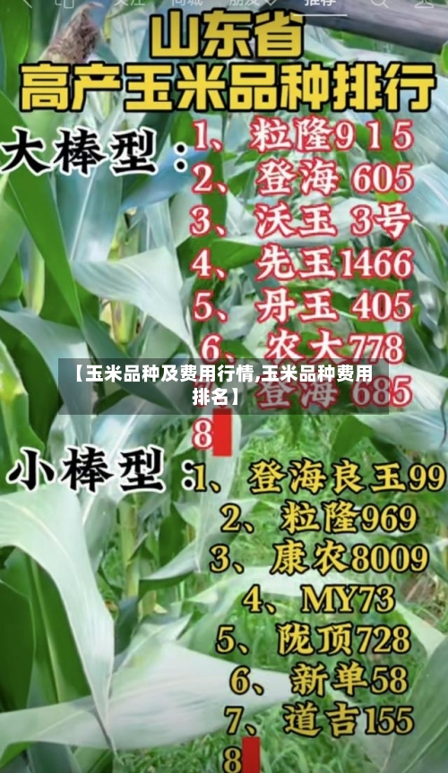 【玉米品种及费用行情,玉米品种费用排名】-第1张图片