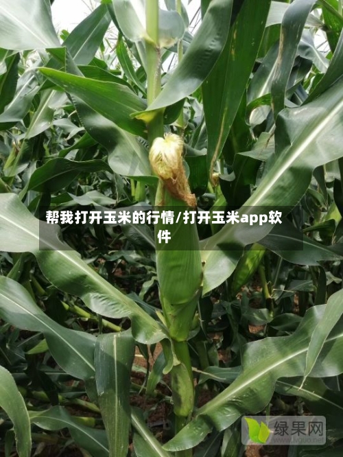 帮我打开玉米的行情/打开玉米app软件