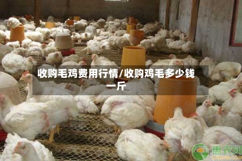 收购毛鸡费用行情/收购鸡毛多少钱一斤-第1张图片