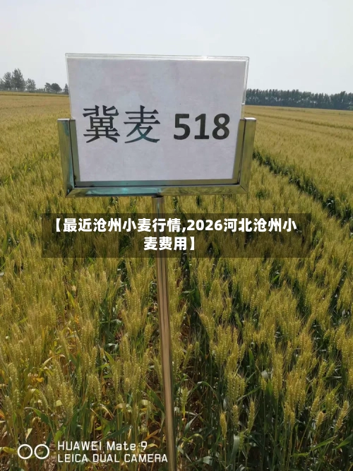 【最近沧州小麦行情,2026河北沧州小麦费用】-第3张图片