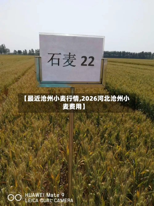 【最近沧州小麦行情,2026河北沧州小麦费用】-第1张图片