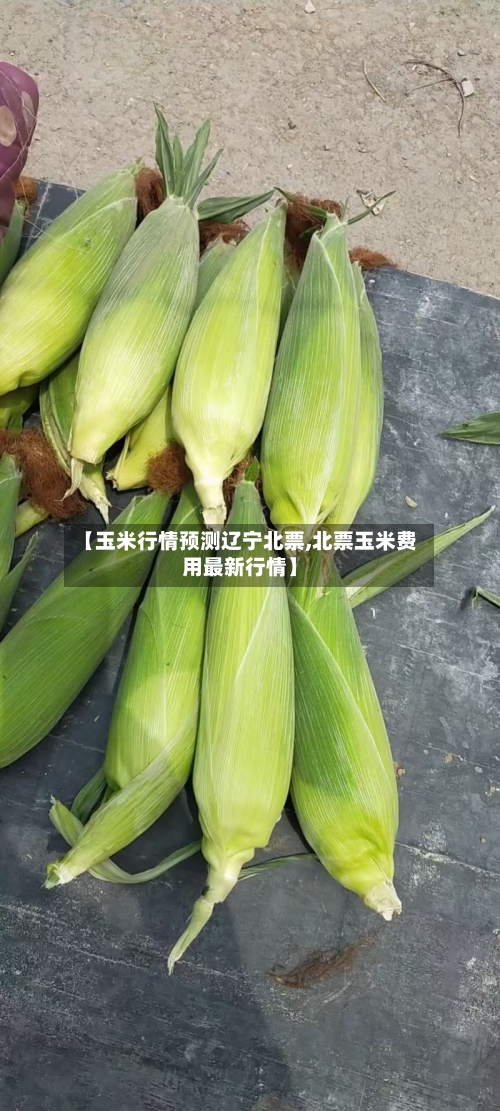【玉米行情预测辽宁北票,北票玉米费用最新行情】-第2张图片