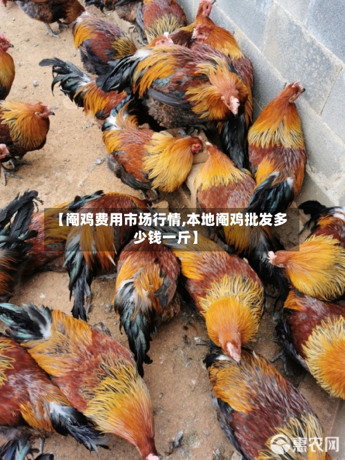 【阉鸡费用市场行情,本地阉鸡批发多少钱一斤】