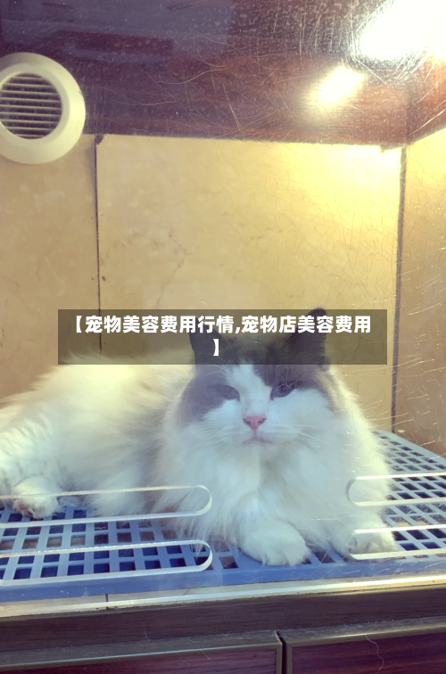 【宠物美容费用行情,宠物店美容费用】
