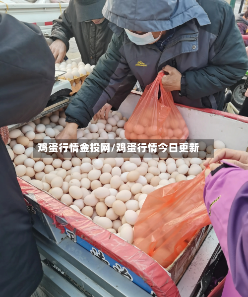 鸡蛋行情金投网/鸡蛋行情今日更新-第1张图片