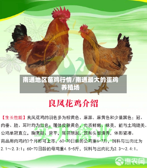 南通地区苗鸡行情/南通最大的蛋鸡养殖场-第1张图片
