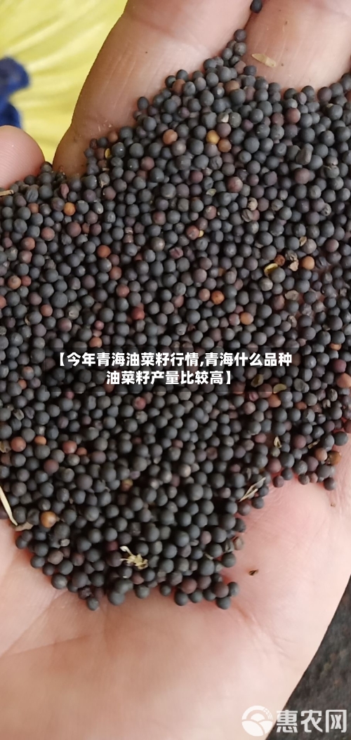 【今年青海油菜籽行情,青海什么品种油菜籽产量比较高】-第1张图片