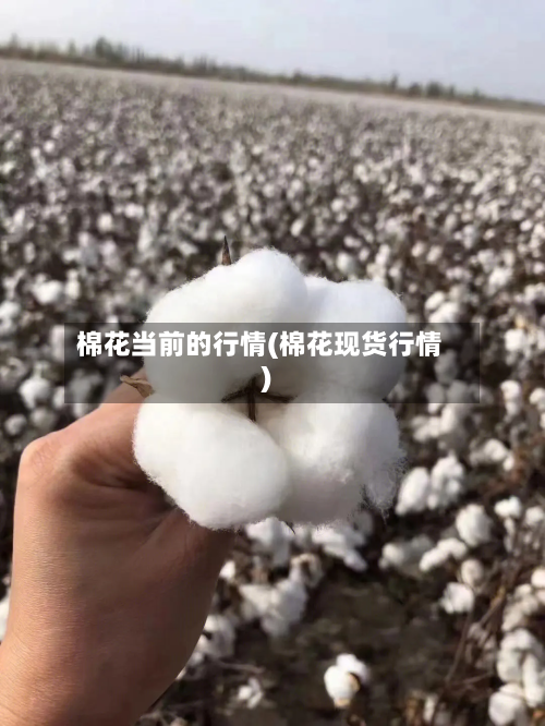 棉花当前的行情(棉花现货行情)
