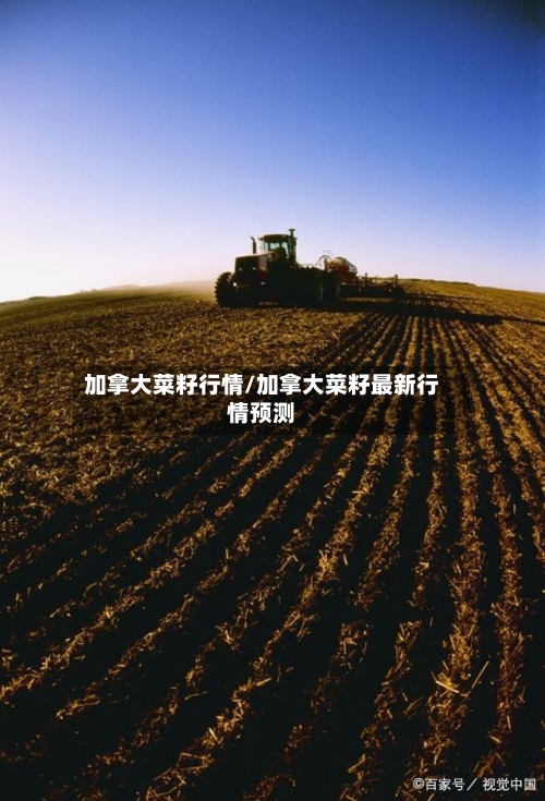 加拿大菜籽行情/加拿大菜籽最新行情预测-第1张图片