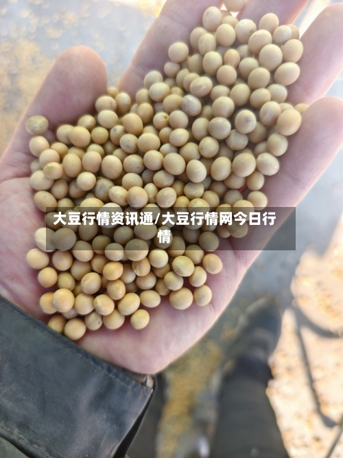 大豆行情资讯通/大豆行情网今日行情-第1张图片