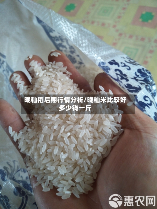 晚籼稻后期行情分析/晚籼米比较好多少钱一斤-第1张图片