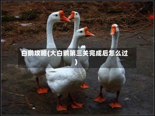 白鹅攻略(大白鹅第三关完成后怎么过)-第1张图片
